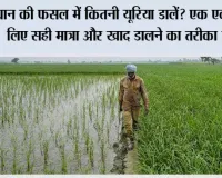 Paddy Farming: धान की फसल में कितनी यूरिया डालें? एक एकड़ के लिए सही मात्रा और खाद डालने का तरीका जानें