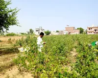 Crop Verification: फसल सत्यापन अभियान की रफ्तार धीमी, तीन दिनों में सिर्फ 55.50 हजार की जांच