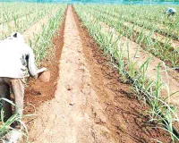 Sugarcane Farming: गन्ने के साथ सब्जियां और मसाला फसलें उगाएं