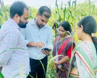 सांख्यिकी निदेशक बीना वर्मा ने किया क्रॉप कटिंग का भौतिक सत्यापन