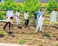 मानवता भलाई केंद्र मौज-मस्तपुरा धाम में साध संगत ने दिया कृषि कार्य में योगदान