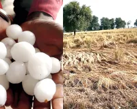 बारिश-ओलावृष्टि से धान की फसल को भारी नुकसान