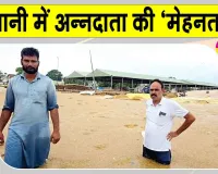 Haryana Punjab Weather News: प्राकृतिक आपदा ने पानी में मिलाई हरियाणा-पंजाब के किसानों की मेहनत
