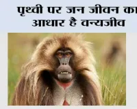 पृथ्वी पर जन जीवन का आधार है वन्यजीव 