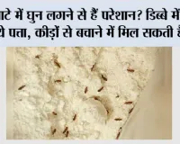 Flour Storage Tips: आटे में घुन लगने से हैं परेशान? डिब्बे में रख दें ये पत्ता, कीड़ों से बचाने में मिल सकती है मदद
