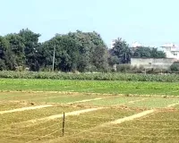 मूली लेने खेत में गईं महिलाएं हाईटेंशन करंट की चपेट में आईं, दो की मौत
