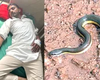 Snake Bites: पशुओं को चारा डाल रहे युवक को सांप ने काटा, गम्भीर