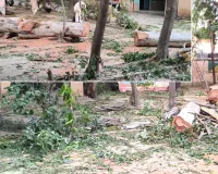 कैराना ब्लॉक प्रांगण में खड़े कई पेड़ों पर चला 'कुल्हाड़ा'