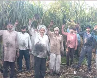 Sugarcane Crop: हाईटेंशन लाइन का तार टूटने से 15 बीघा गन्ने की फसल जली, लाखों का नुकसान