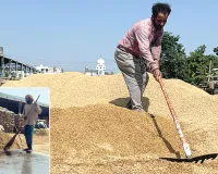 बारिश के बाद पटियाला की अनाज मंडी की सड़कों पर बहा धान, खुली प्रबंधों की पोल