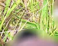 पंजाब सीमा पर घुसपैठ की बड़ी कोशिश नाकाम, BSF ने 2 पाकिस्तानी घुसपैठियों को मार गिराया