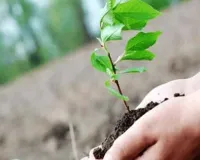 Sapling shortage: सफेदे के क्लोन पर हटी रोक, लेकिन किसानों को उपलब्ध नहीं हो पा रहे पौधे