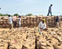 Mandi News: बारिश का कहर जारी, मंडियों में धान भीगने से किसान परेशान