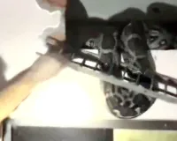 Snake News: 10 दिन से ग्रिल में फंसे 11 फीट लंबे अजगर का रेस्क्यू