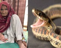 Snake News: सफाई कर रही वृद्धा को सांप ने डसा, हालत सामान्य