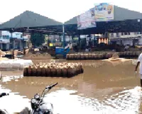 मंडी बरीवाला में बारिश और ओलावृष्टि ने किसानों की मेहनत पर फेरा पानी