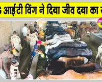 MSG आईटी विंग के सेवादारों ने की बेसहारा पशुओं की सेवा