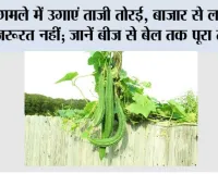 Terrace Gardening: गमले में उगाएं ताजी तोरई, बाजार से लाने की जरूरत नहीं; जानें बीज से बेल तक पूरा तरीका