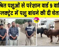 Stray Animals News: वार्ड 9 बना खुली गोशाला, निराश्रित पशुओं से परेशान लोग, कलक्ट्रेट में बांधने की चेतावनी 