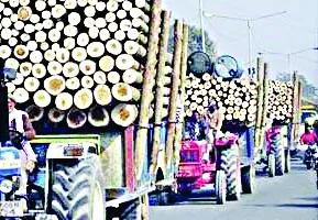 पड़ौसी राज्यों से आ रही लकड़ी ने गिराए दाम