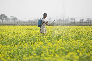 मुसीबत में फंसे किसान, बर्बाद होती फसलें