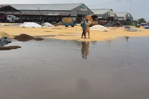 बरसाती पानी के भेंट चढ़ी मक्की की दस हजार बोरी