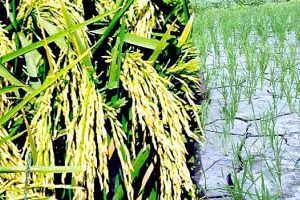 कम खर्च में धान की बेहत्तर पैदावार