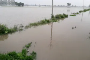 सफाई नहीं होने के कारण ओवरफ्लो हुई ड्रेन , 200 एकड़ धान की फसल बर्बाद