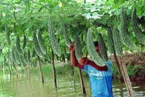 करेले की खेती – Karela Ki Kheti Kaise Kare