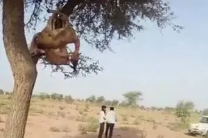 तीन गांवों में हिरण के शिकार, पेड़ पर लटकाए शव