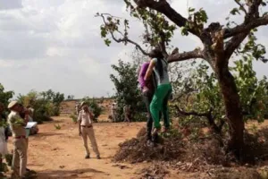 एक साथ पेड़ पर लटके मिले प्रेमी-प्रेमिका