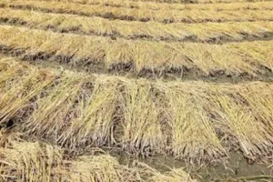 कड़ी मेहनत से उपजाया खाद्यान्न सड़ने से बचाना होगा
