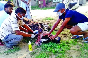 बेसहारा पशुओं के रक्षक बने डेरा श्रद्धालु