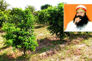 पर्यावरण संरक्षण का जरिया बनी मानव अस्थियां
