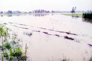 बरसात से दो सौ एकड़ धान की फसल बर्बाद