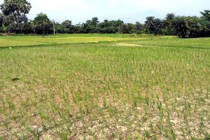 नहरी पानी चोरी को लेकर तनाव