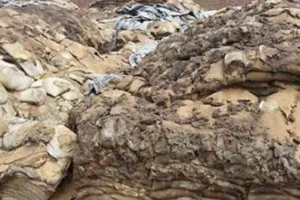 खुले में भंडारण के कारण 700 करोड का गेहूं सड़ा
