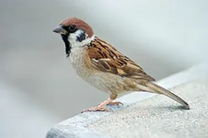 भीष्म साहनी के बालमन की वह गौरैया