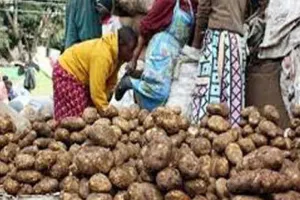 कम पैदावार से आलू के दाम बढ़े, किसानों को राहत
