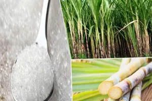 चीनी का निर्यात शुल्क हटा