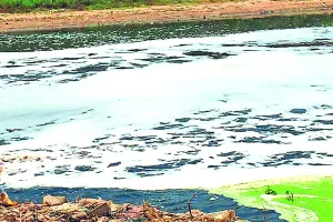घग्गर दरिया में फैक्ट्रियों का जहरीला पानी लोगों को बांट रहा बीमारियां