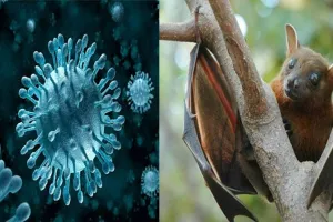 हिमाचल में मिले कई मरे चमगादड़, निपाह वायरस का खौफ