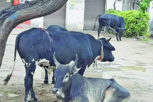 आवारा पशुओं ने 2 लोगों को उतारा मौत के घाट, कई घायल