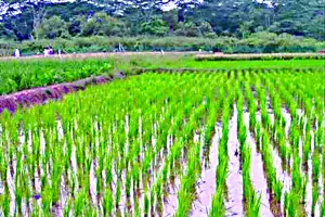 धान रोपाई से पहले इस तरह तैयार करें खेत