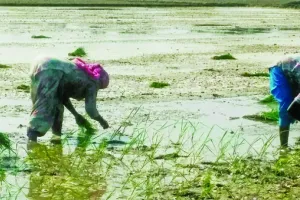 धान की रोपाई के लिए प्रवासी मजदूरों की कमी, महिलाओं ने संभाला मोर्चा