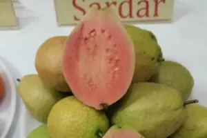 गांव वजीदपुर में 4 करोड़ रूपये की लागत से बनेगा 25 एकड़ क्षेत्रफल में अमरूद रिसर्च केन्द्र