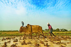 आंकड़ों से नहीं वास्तव में हल हो कृषि संकट