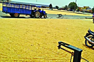 कौड़ियों के भाव खरीदा जा रहा मक्का