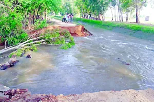कालूआना माईनर टूटी, 150 एकड़ में खड़ी नरमा व ग्वार बर्बाद