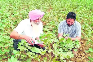 ‘नरमे में अभी न करें कीटनाशक दवा का छिड़काव’